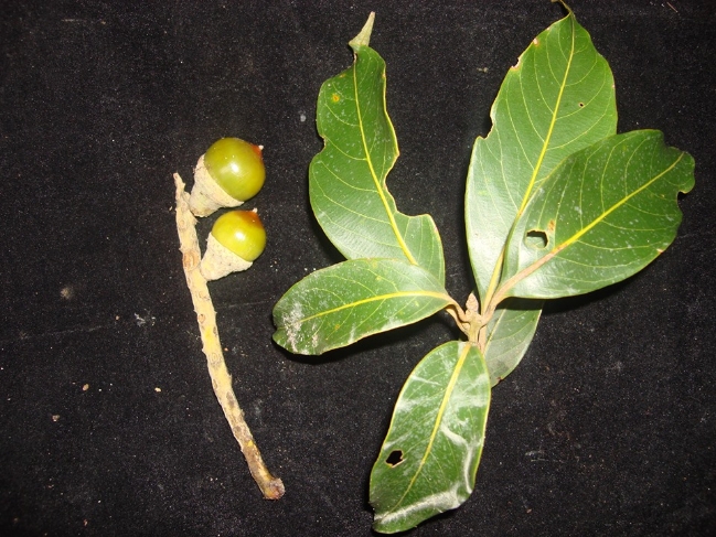 Phát[-]hiện[-]loài[-]thực[-]vật[-]mới[-]tại[-]Vườn[-]quốc[-]gia[-]Vũ[-]Quang